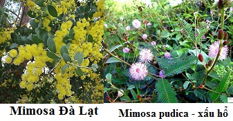 H&igrave;nh ảnh c&acirc;y xấu hổ (Mimosa pudica L) v&agrave; c&acirc;y Mimosa Đ&agrave; Lạt